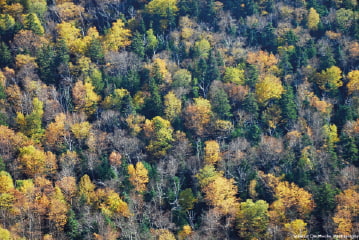 Dřevo z českých a slovenských lesů